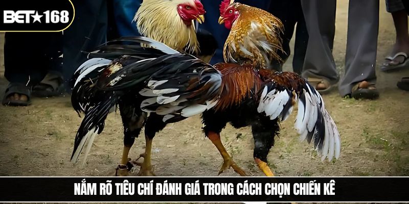 Nắm rõ tiêu chí đánh giá trong cách chọn chiến kê