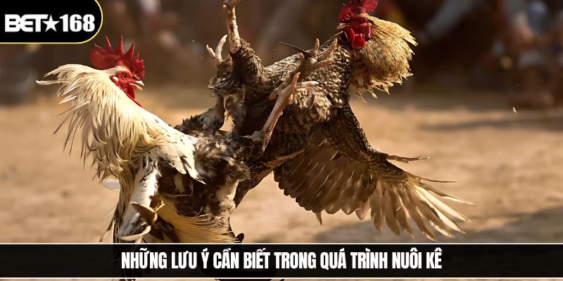 Những lưu ý cần biết trong quá trình nuôi kê