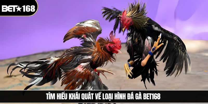 Tìm hiểu khái quát về loại hình đá gà Bet168 